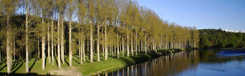 River Tweed River Tweed